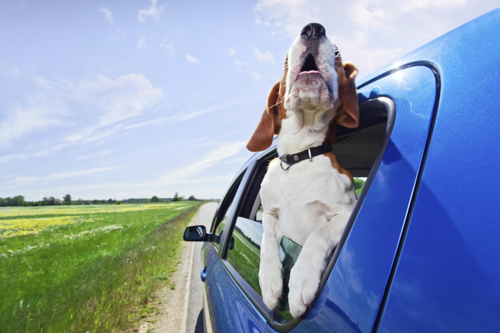 Tem um cão? Dicas para uma viagem segura com seu pequeno amigo