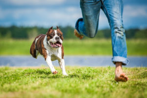 Entdecken Sie die Vorteile einer Hundehaftpflichtversicherung