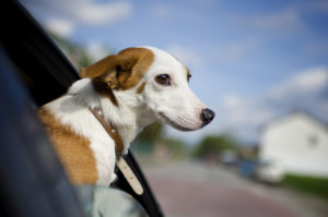 Lo que se debe tener en cuanta a la hora de viajar con mascotas en auto