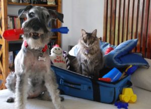 Lo que debemos saber si queremos llevar nuestras mascotas de vacaciones