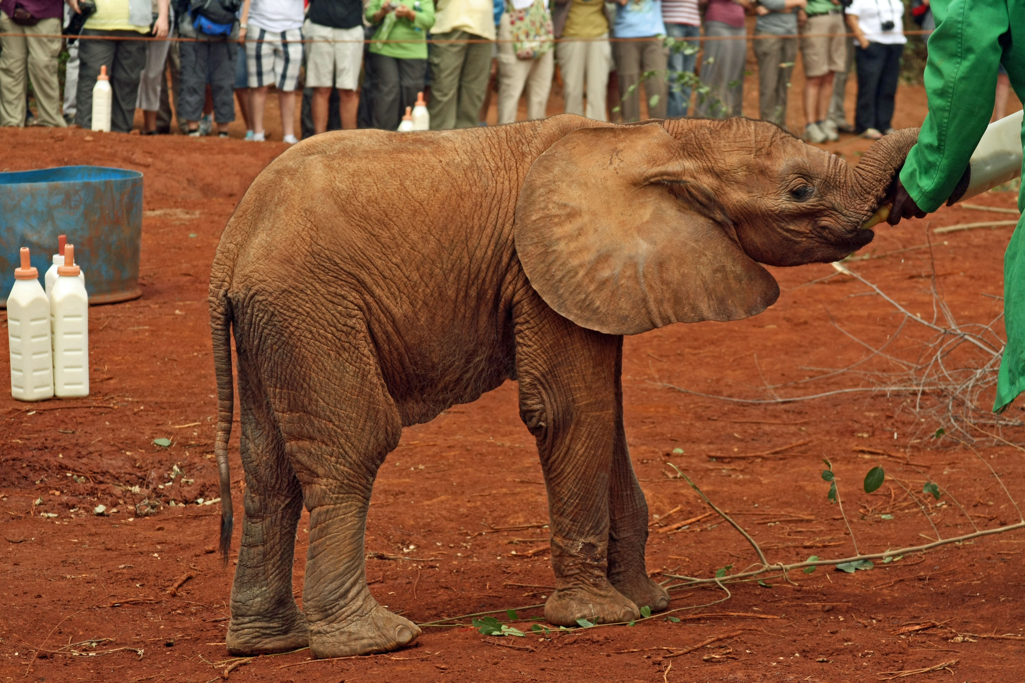 Ivory Research: Techniques for Identifying Genuine Ivory