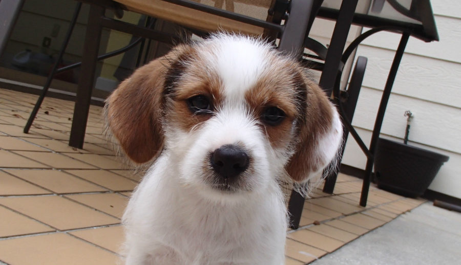 Chip Technology Enables Microchip Dog Identification
