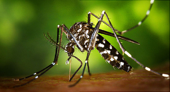 Zika virus current update