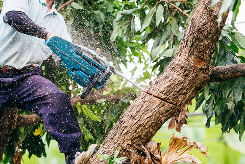 Why you need to keep your trees trimmed