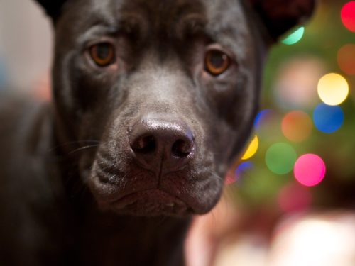 Don’t get pets for Christmas