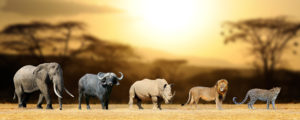 Where to find the Big Five in Kenya