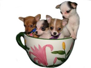 Teacup dogs for sale nothing more than a passing fad