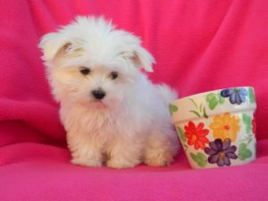 Teacup dogs for sale have difficulty moving around common spaces