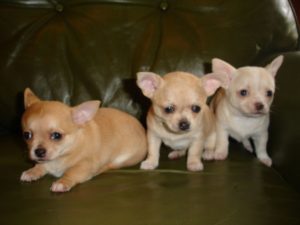Some teacup dogs for sale bred under questionable practices