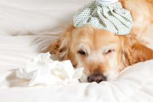 Teacup dogs for sale prone to many health problems