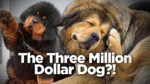 Teacup dogs for sale are too expensive