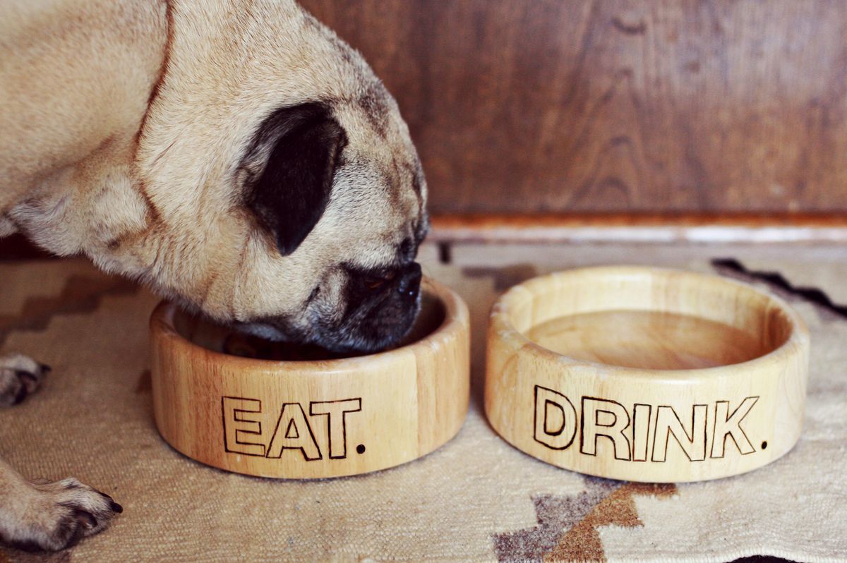 Good Quality Food For Dogs Available