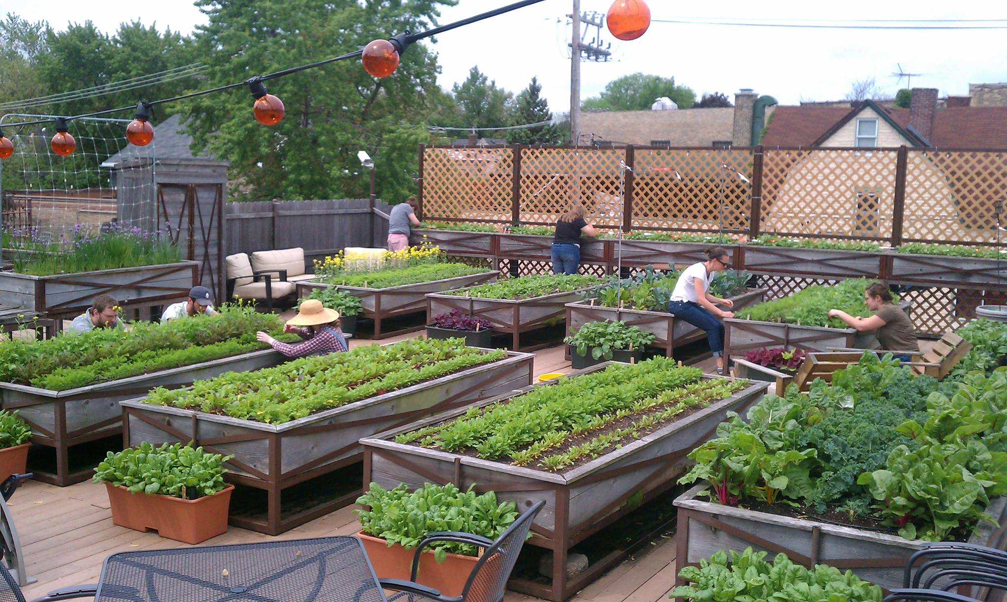 Rooftop Vegetable Gardening Guide
