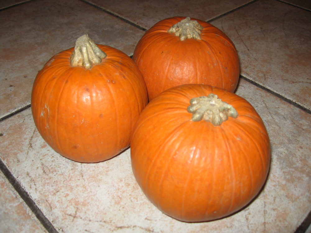 Try this Pumpkin Pie Recipe