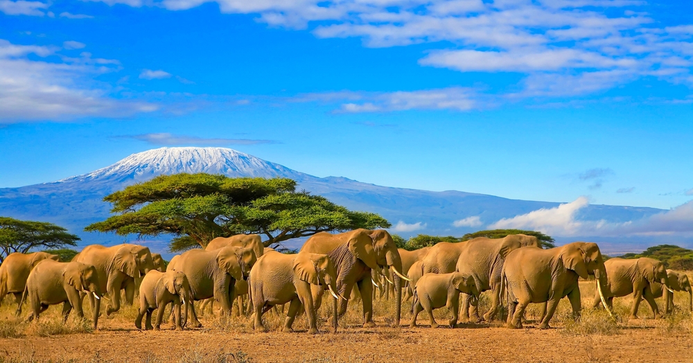 Best time of year to go on safari in Tanzania